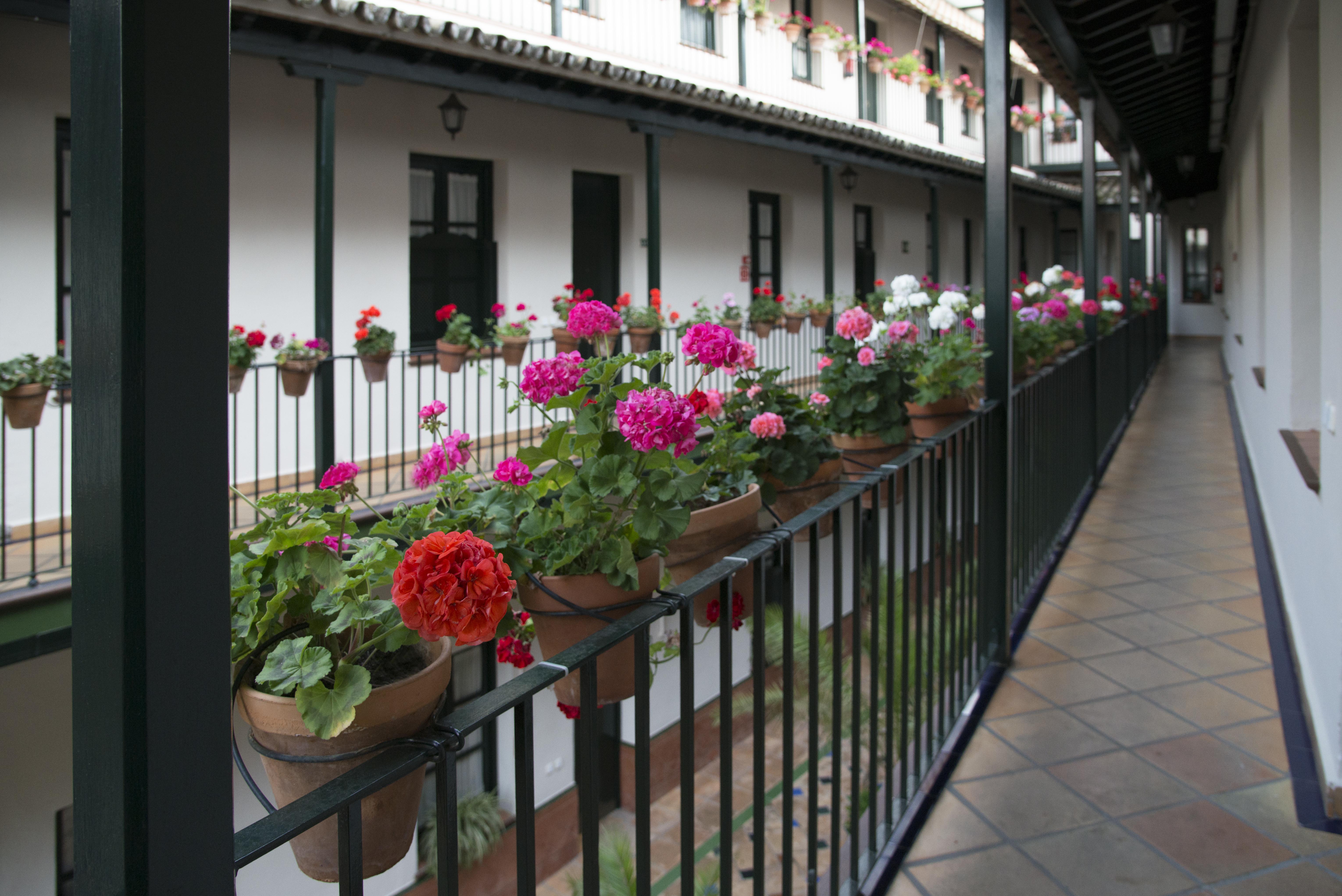 Corral De Los Chicharos, Seville